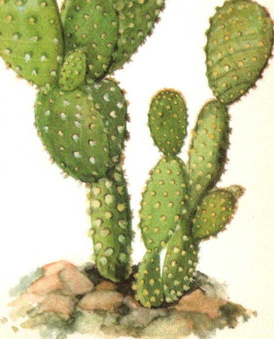 Opuntia microdasys, “Bunny ear” cactus, Mexico 4 1/2 x 6 1/2″ vintage botanical book page