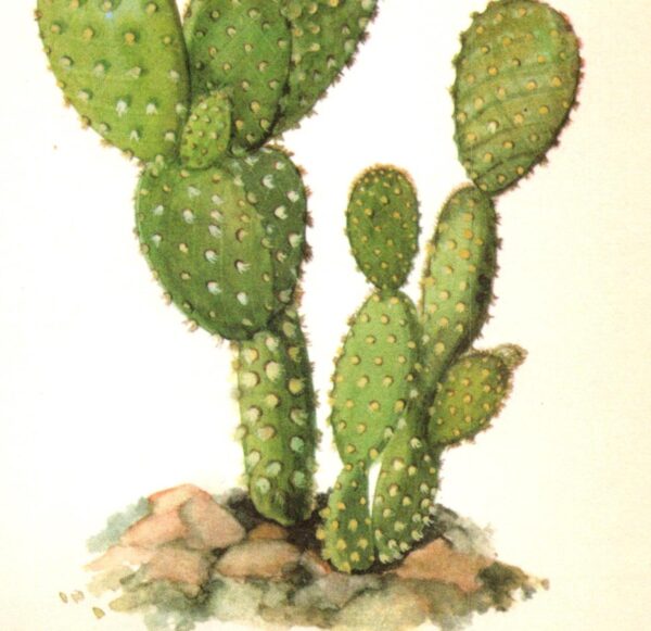 Opuntia microdasys, "Bunny ear" cactus, Mexico 4 1/2 x 6 1/2" vintage botanical book page