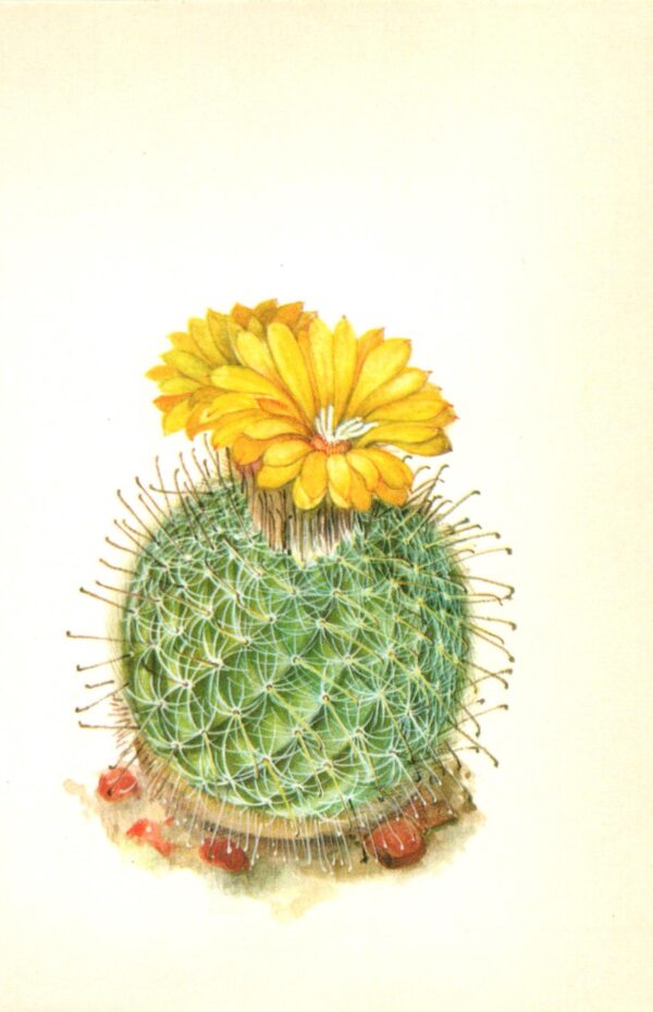 Parodia mutabillis, Argentina mountains 4 1/2 x 6 1/2" vintage botanical book page - Image 2
