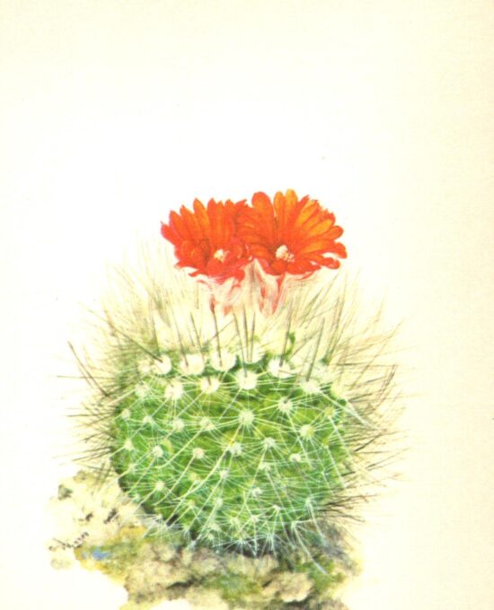 Parodia nivosa, Argentinian mountains 4 1/2 x 6 1/2″ vintage botanical book page
