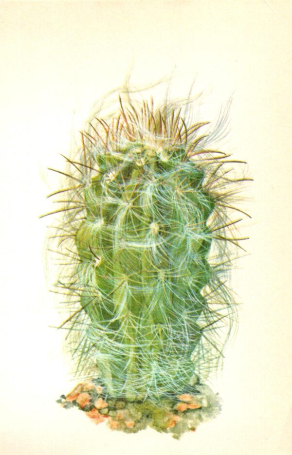 Oreocereus neocelsianus, Argentina 4 1/2 x 6 1/2" vintage botanical book page - Image 2