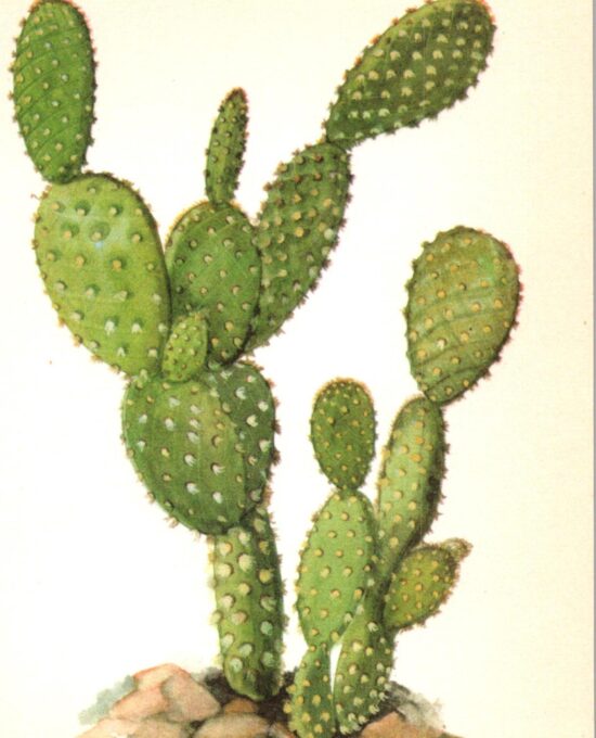 Opuntia microdasys, “Bunny ear” cactus, Mexico 4 1/2 x 6 1/2″ vintage botanical book page