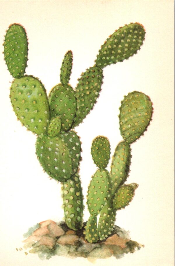 Opuntia microdasys, "Bunny ear" cactus, Mexico 4 1/2 x 6 1/2" vintage botanical book page - Image 2