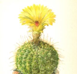 Notocactus concinnus, "Sun cup" cactus, Brazil & Uruguay 4 1/2 x 6 1/2" vintage botanical book page
