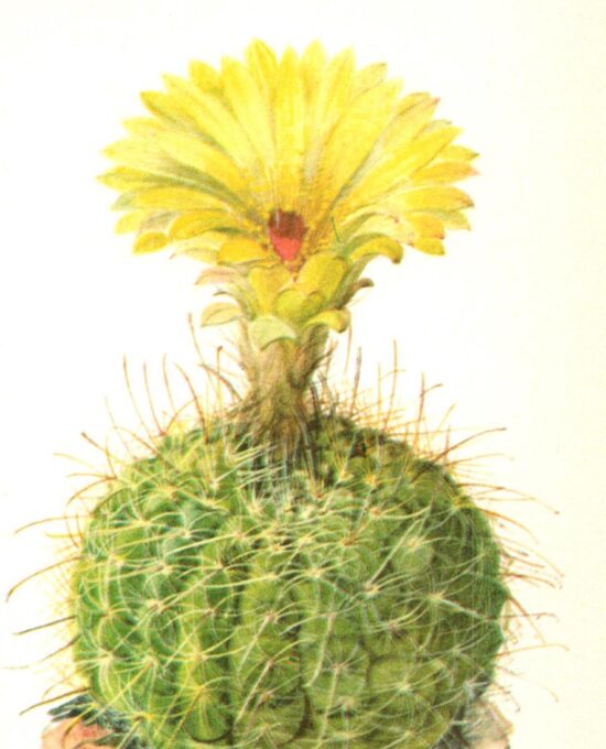 Notocactus concinnus, “Sun cup” cactus, Brazil & Uruguay 4 1/2 x 6 1/2″ vintage botanical book page
