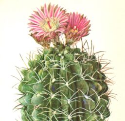 Neochilenia jussieuii 4 1/2 x 6 1/2" vintage botanical book page