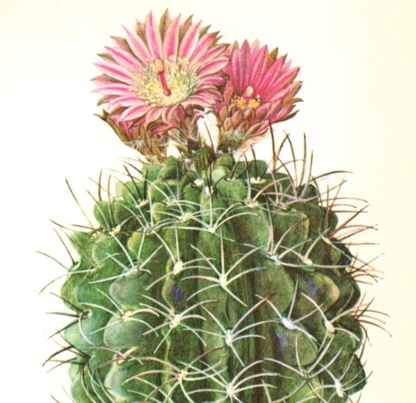 Neochilenia jussieuii 4 1/2 x 6 1/2" vintage botanical book page