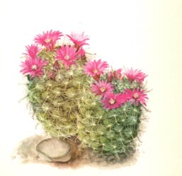 Mamillaria zeilmanniana, Mexico 4 1/2 x 6 1/2" vintage botanical book page