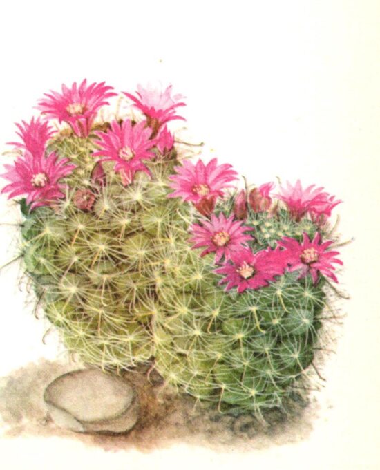 Mamillaria zeilmanniana, Mexico 4 1/2 x 6 1/2″ vintage botanical book page