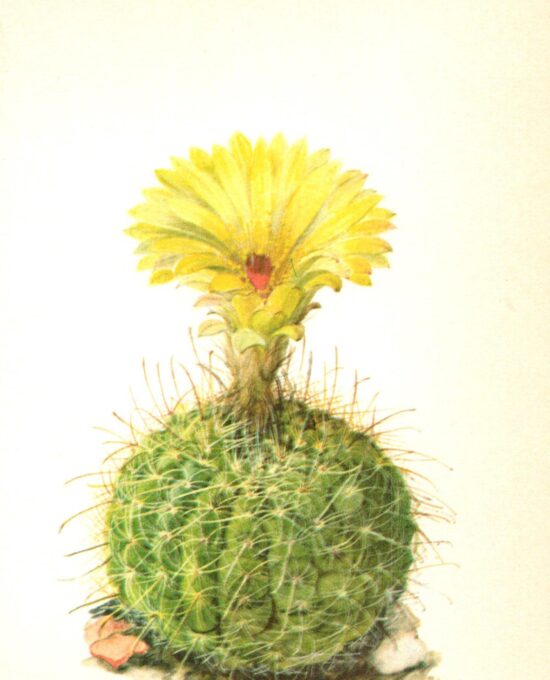 Notocactus concinnus, “Sun cup” cactus, Brazil & Uruguay 4 1/2 x 6 1/2″ vintage botanical book page