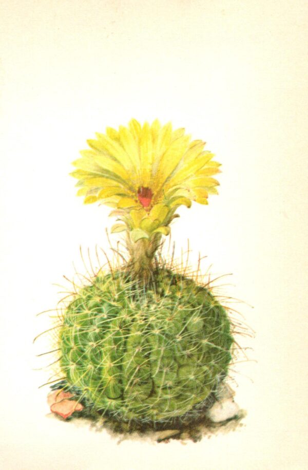 Notocactus concinnus, "Sun cup" cactus, Brazil & Uruguay 4 1/2 x 6 1/2" vintage botanical book page - Image 2