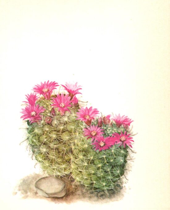 Mamillaria zeilmanniana, Mexico 4 1/2 x 6 1/2″ vintage botanical book page