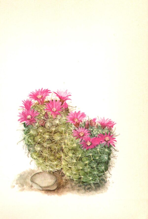 Mamillaria zeilmanniana, Mexico 4 1/2 x 6 1/2" vintage botanical book page - Image 2