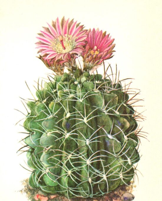 Neochilenia jussieuii 4 1/2 x 6 1/2″ vintage botanical book page