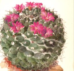 Mamillaria centricirrha, Mexico 4 1/2 x 6 1/2" vintage botanical book page