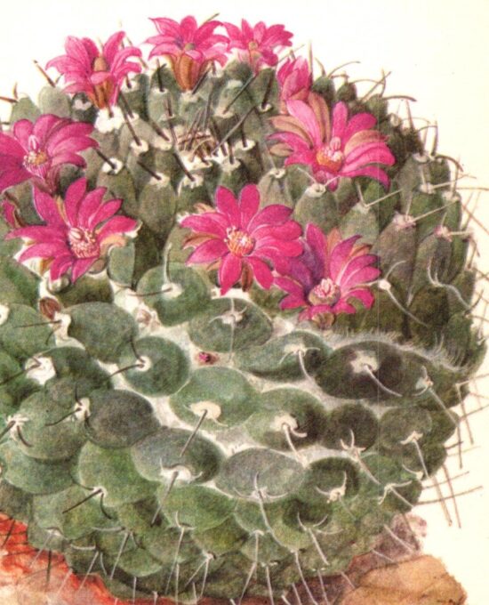 Mamillaria centricirrha, Mexico 4 1/2 x 6 1/2″ vintage botanical book page