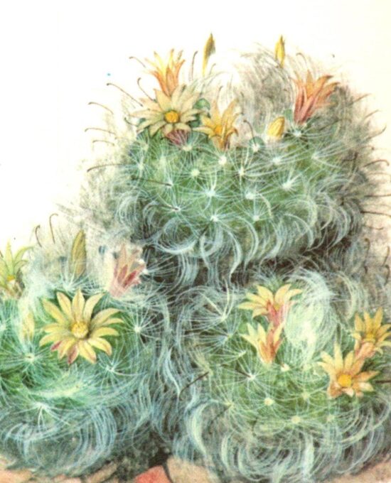 Mamillaria boscasana, “Powder Puff” cactus, Mexico 4 1/2 x 6 1/2″ vintage botanical book page