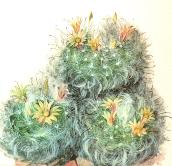 Mamillaria boscasana, "Powder Puff" cactus, Mexico 4 1/2 x 6 1/2" vintage botanical book page