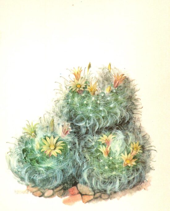 Mamillaria boscasana, “Powder Puff” cactus, Mexico 4 1/2 x 6 1/2″ vintage botanical book page