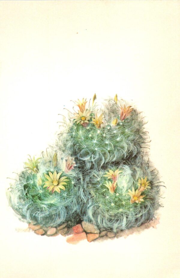 Mamillaria boscasana, "Powder Puff" cactus, Mexico 4 1/2 x 6 1/2" vintage botanical book page - Image 2