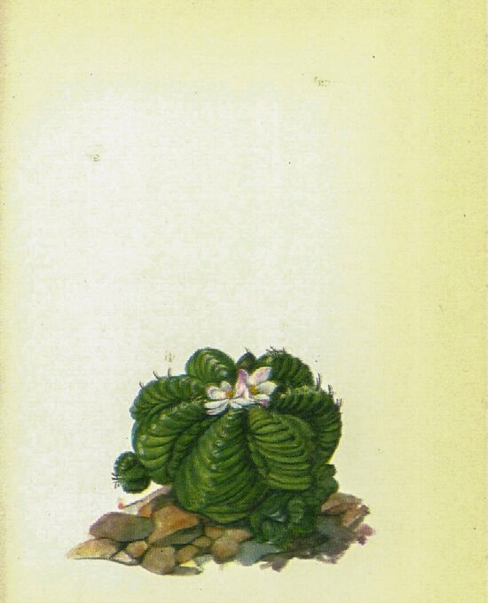Aztec Cactus, Mexico [1970s] Vintage color botanical book plate 4×6″
