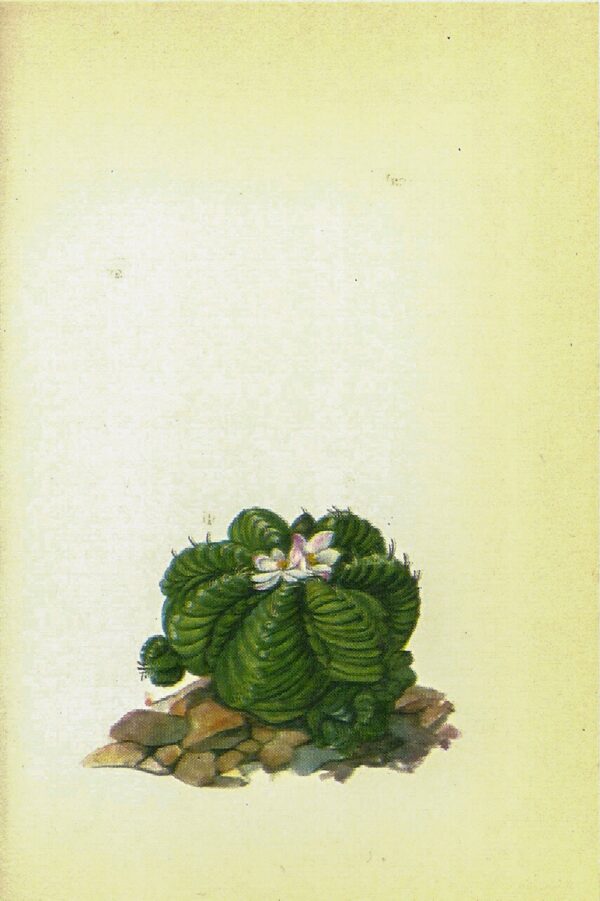Aztec Cactus, Mexico [1970s] Vintage color botanical book plate 4x6"
