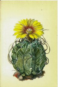 Goats Horn Cactus, Mexico c.1974 Vintage color botanical book plate 4x6"