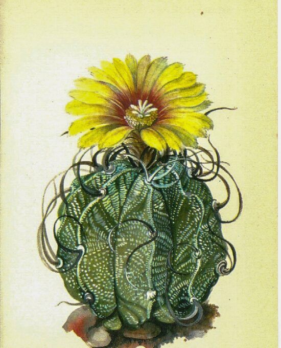 Goats Horn Cactus, Mexico c.1974 Vintage color botanical book plate 4×6″