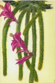Rattail Cactus, Mexico [1970s] Vintage color botanical book plate 4x6"