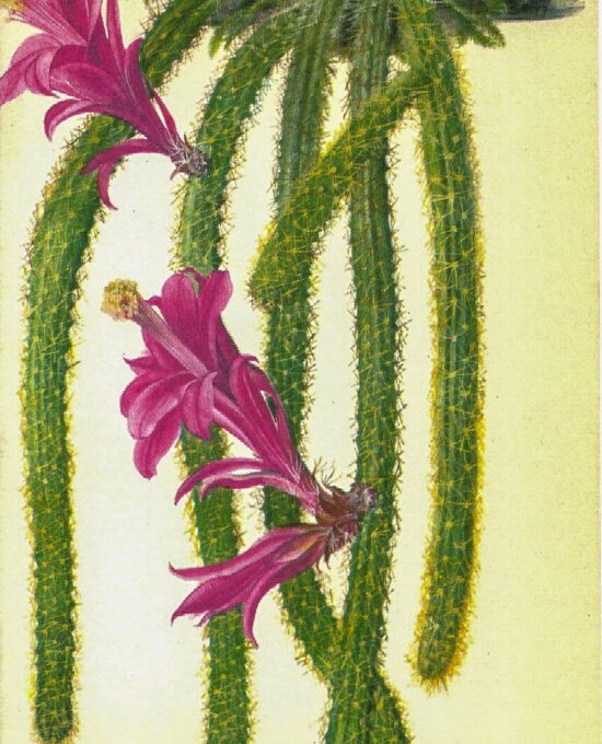 Rattail Cactus, Mexico [1970s] Vintage color botanical book plate 4×6″