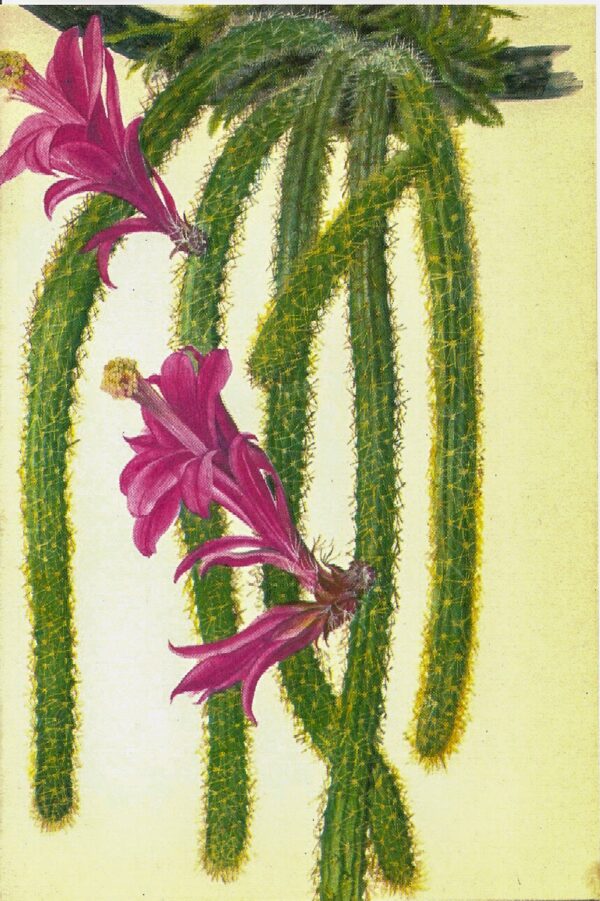 Rattail Cactus, Mexico [1970s] Vintage color botanical book plate 4x6"