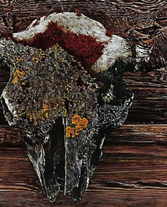 James Bama Western art Still life “Old Buffalo Skull” Some date back to Indian hunts Vintage book print
