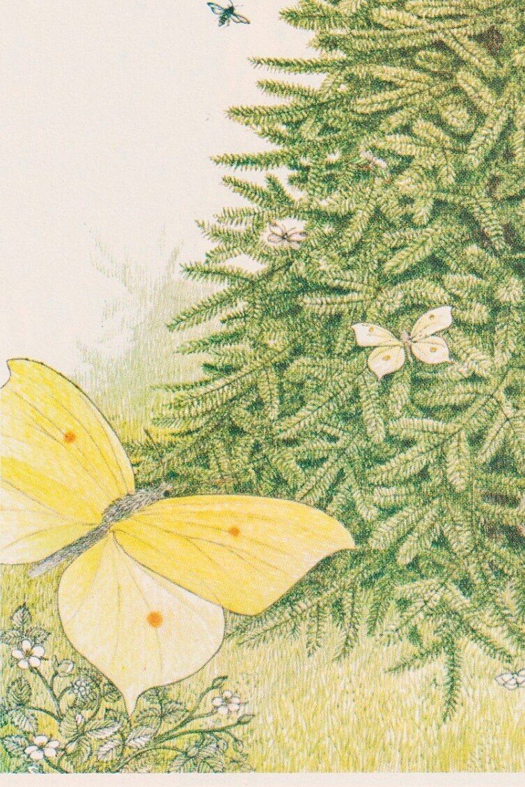 Rejoice... Hans Christian Andersen Nancy Ekholm Burkert Vintage art book page - Image 4