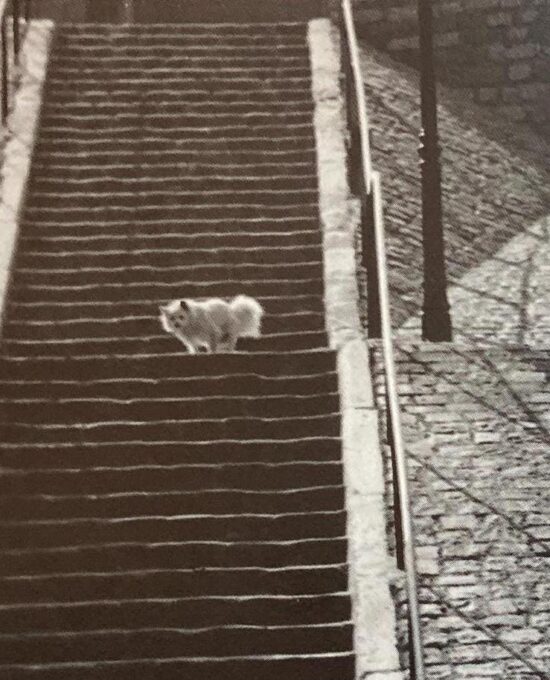 Brassai “Little white dog, Montmartre, Paris” 1932 Vintage diptych photograph art book pages