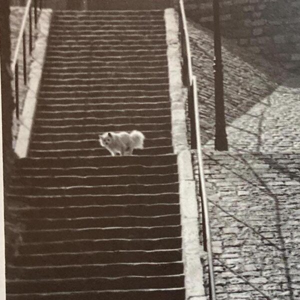 Brassai "Little white dog, Montmartre, Paris" 1932 Vintage diptych photograph art book pages