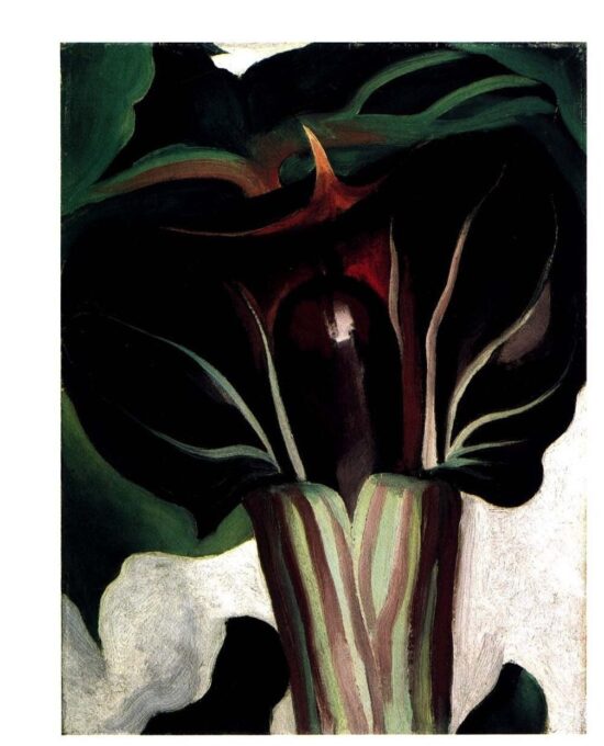 Georgia O’Keeffe “Jack in the Pulpit / Black and White” Two-sided vintage art print