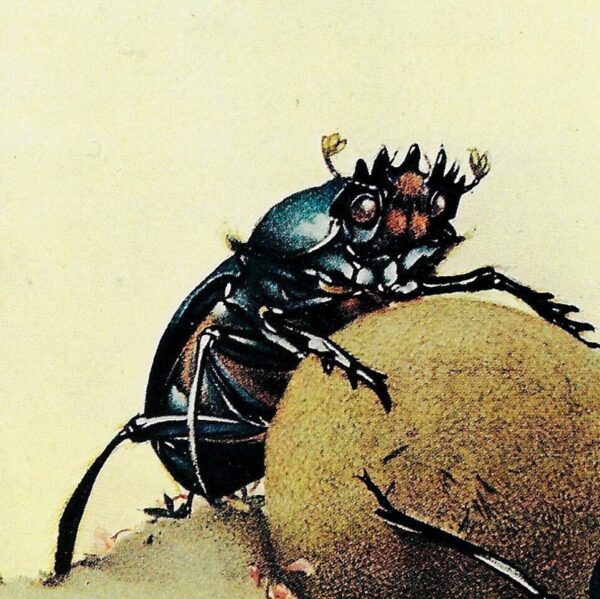 Edward Julius Detmold 1921 "The Sacred Beetle" - Fabre's Book of Insects '70s print - Image 2