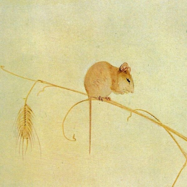 Aesop's Fables Art Print: The Town Mouse & Country Mouse, Detmold [1909] - Image 3
