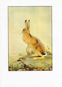 Vintage Hare Print: Aesop Fables Art by Detmold, 1970s Book Plate