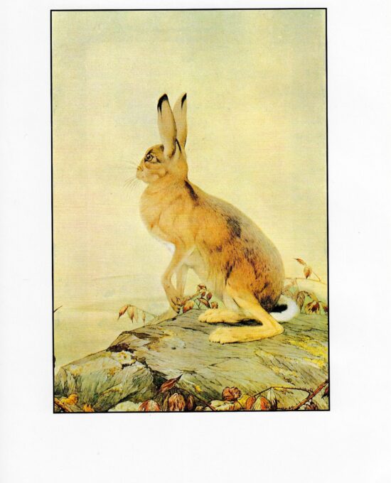 Vintage Hare Print: Aesop Fables Art by Detmold, 1970s Book Plate