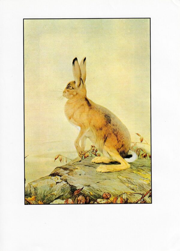 Vintage Hare Print: Aesop Fables Art by Detmold, 1970s Book Plate