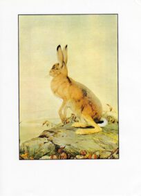 Vintage Hare Print: Aesop Fables Art by Detmold, 1970s Book Plate