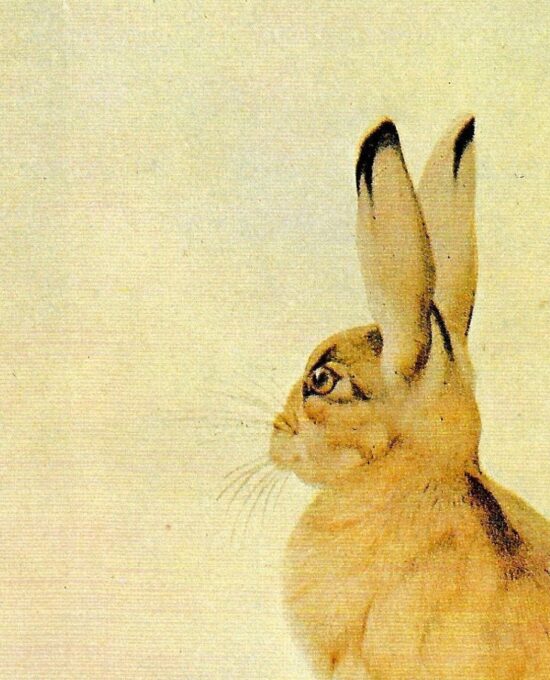 Vintage Hare Print: Aesop Fables Art by Detmold, 1970s Book Plate