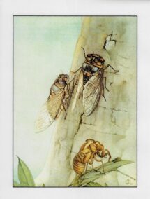 Vintage Cicada Print Edward Julius Detmold Illustration