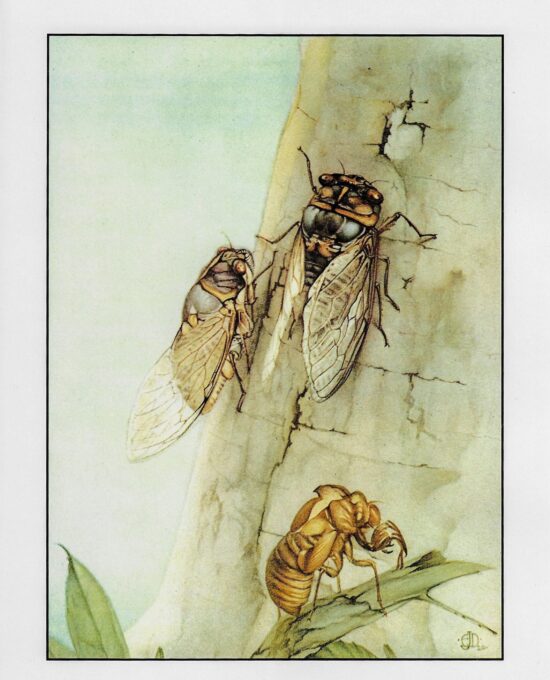 Vintage Cicada Print Edward Julius Detmold Illustration