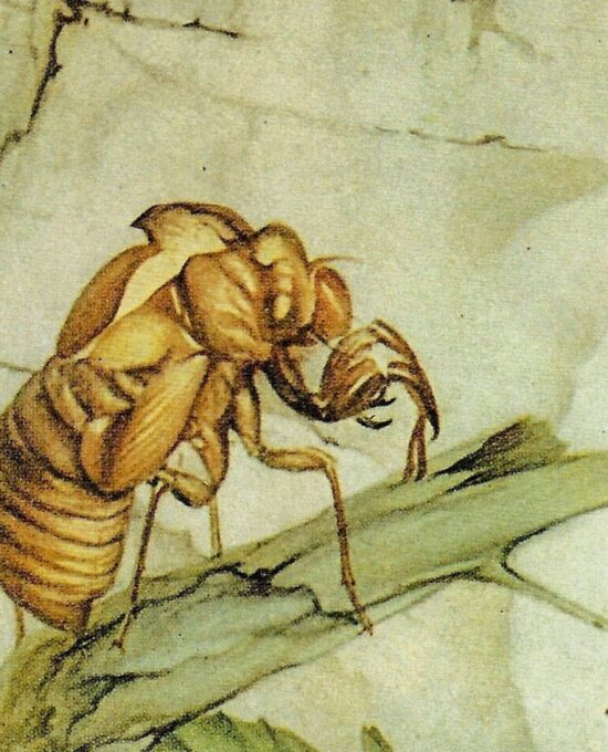 Vintage Cicada Print Edward Julius Detmold Illustration