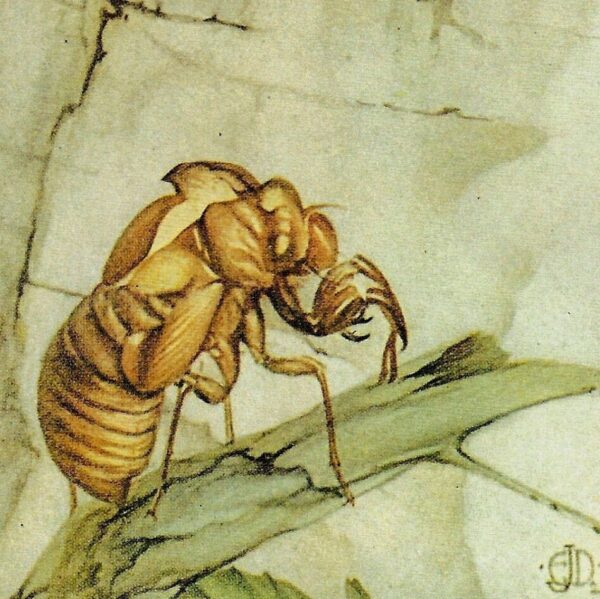 Vintage Cicada Print Edward Julius Detmold Illustration - Image 2
