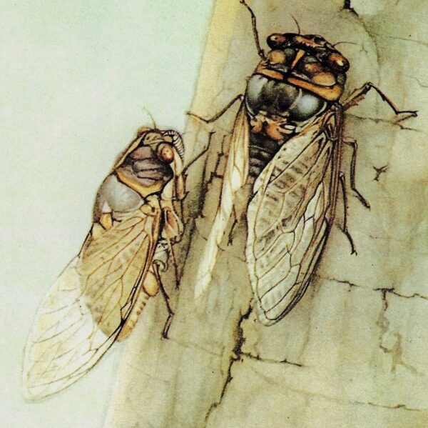 Vintage Cicada Print Edward Julius Detmold Illustration - Image 3