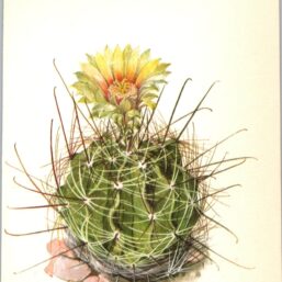 Hedgehog Cactus, Southern Texas 4 1/2 x6 1/2" vintage botanical book page