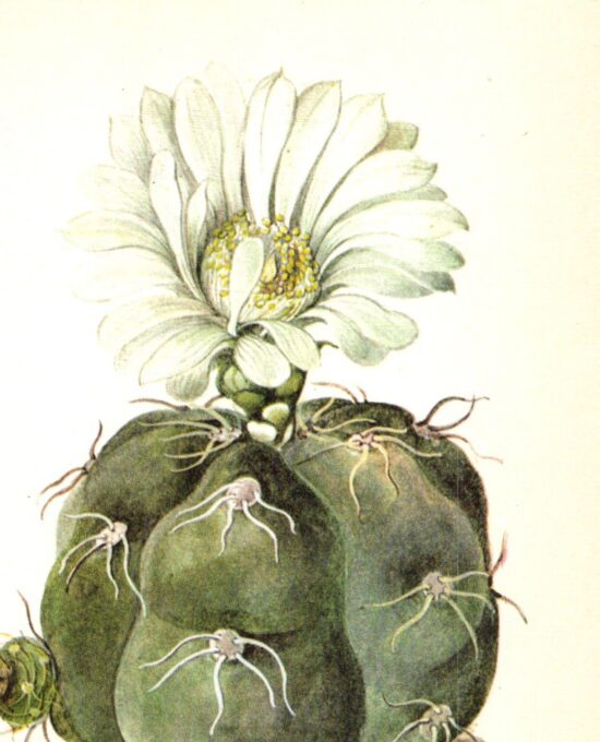 Spider Cactus, Uruguay 4 1/2 x6 1/2″ vintage botanical book page